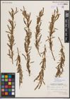 Foto von Salix exigua subsp. interior (Rowlee) Cronquist
